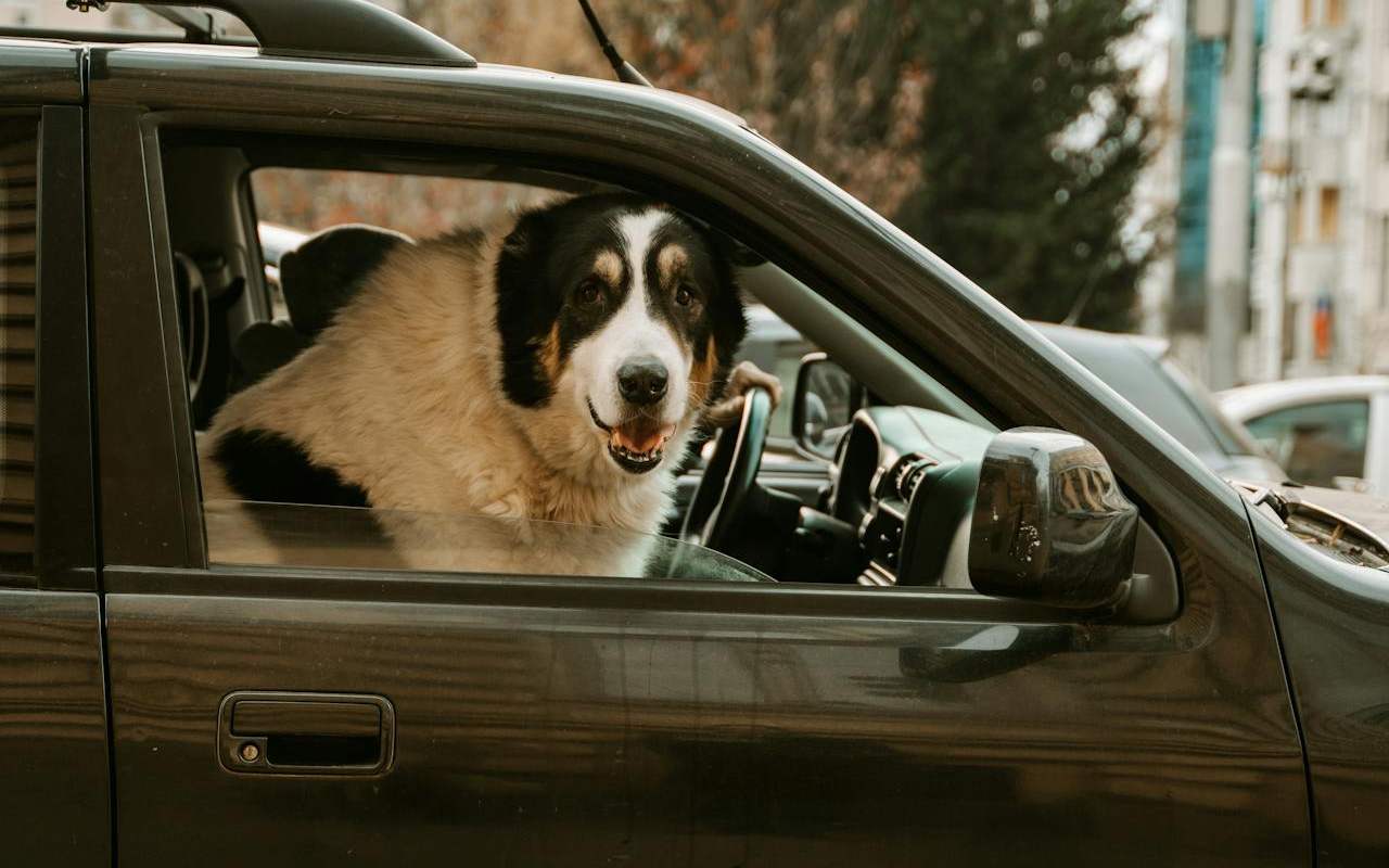 prevoz ljubimaca, kucni ljubimci