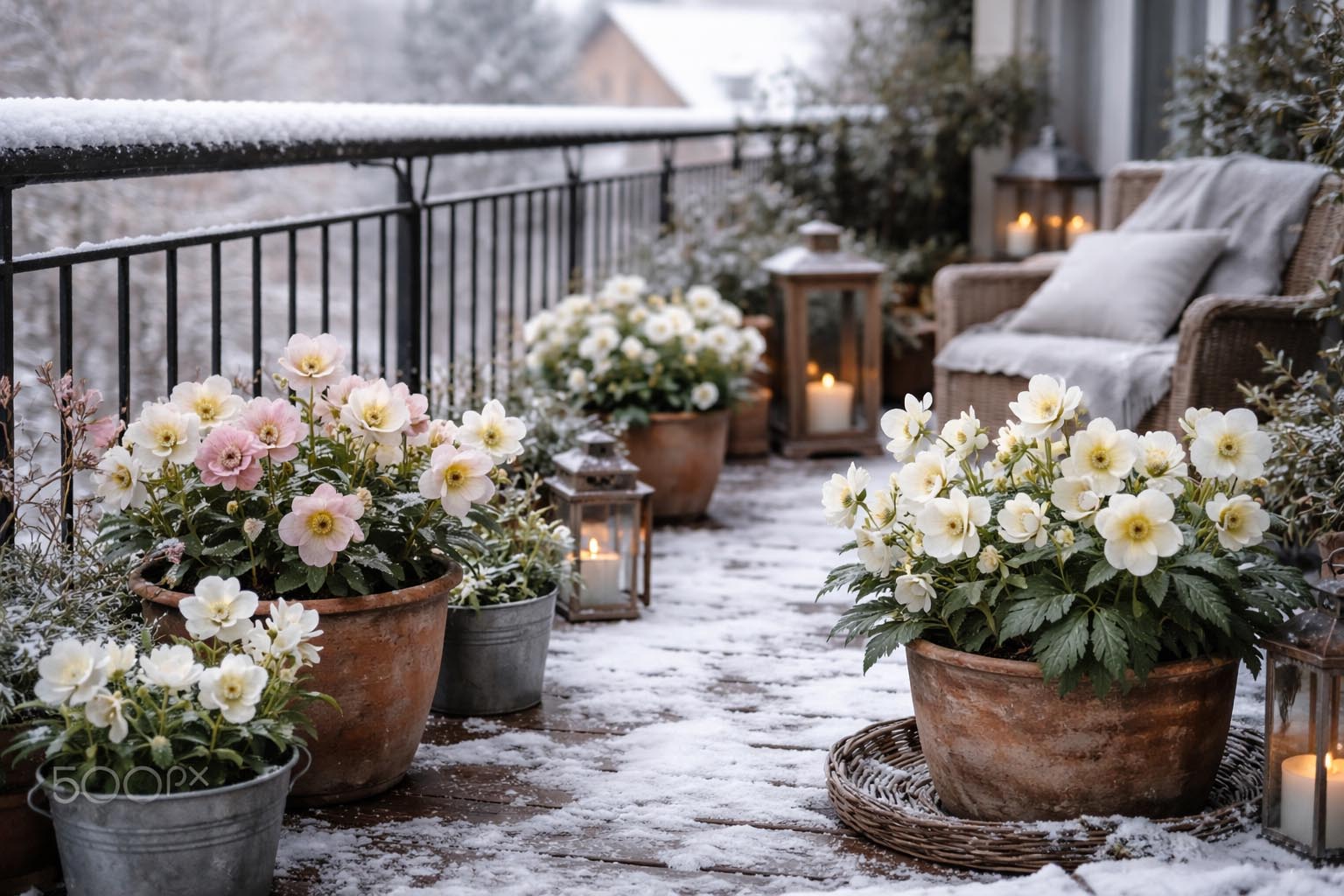 Zimska terasa sa cvetajućom biljkom u saksiji prekrivenoj blagim snegom
