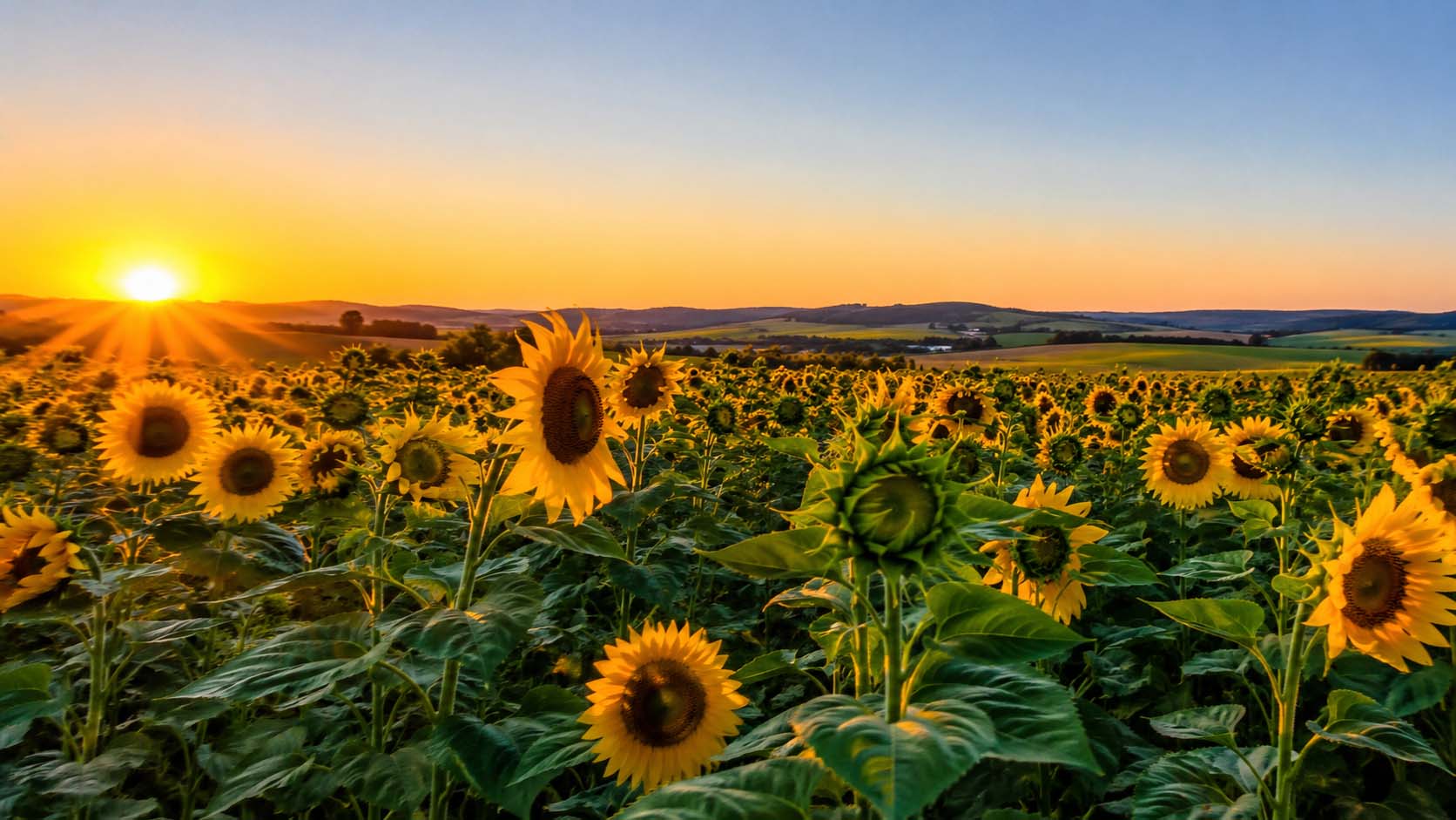 suncokret, heliotropizam, biljke, nauka u svakodnevnom životu, zanimljivosti iz prirode, da li ste znali, laganica, laganica.rs