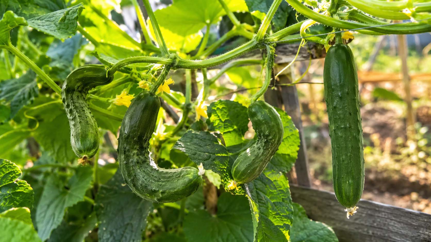 krivi krastavci, zašto krastavci rastu krivi, nepravilni plodovi krastavca, oprašivanje krastavaca, zalivanje krastavaca, uzgoj krastavaca, bašta i biljke, laganica, laganica.rs