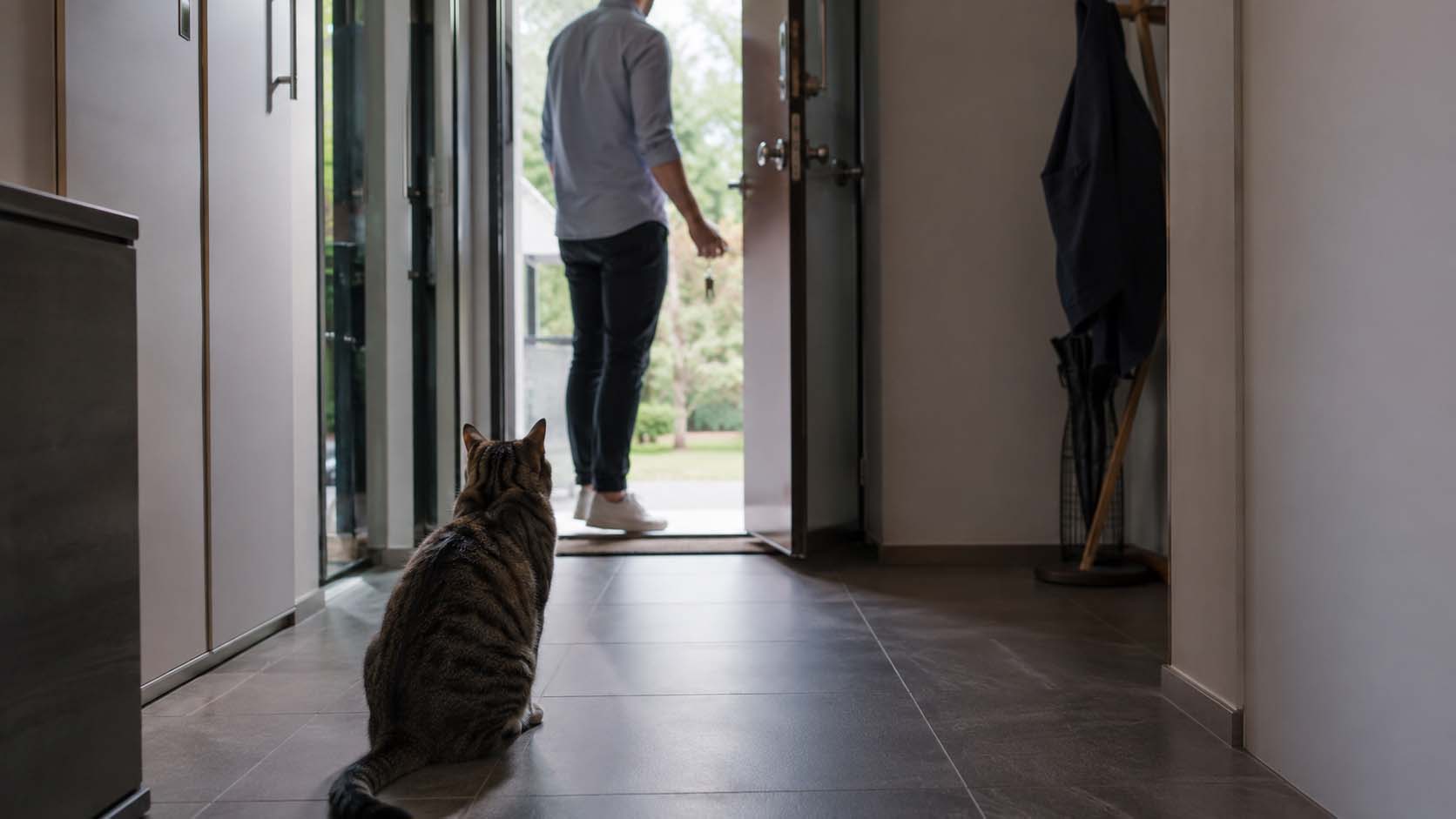 mačka prati do vrata, zašto mačka prati vlasnika, mačka ne želi da izađe, ponašanje mačaka, rutina mačke, mačka prati odlazak, ljubimci, laganica, laganica.rs
