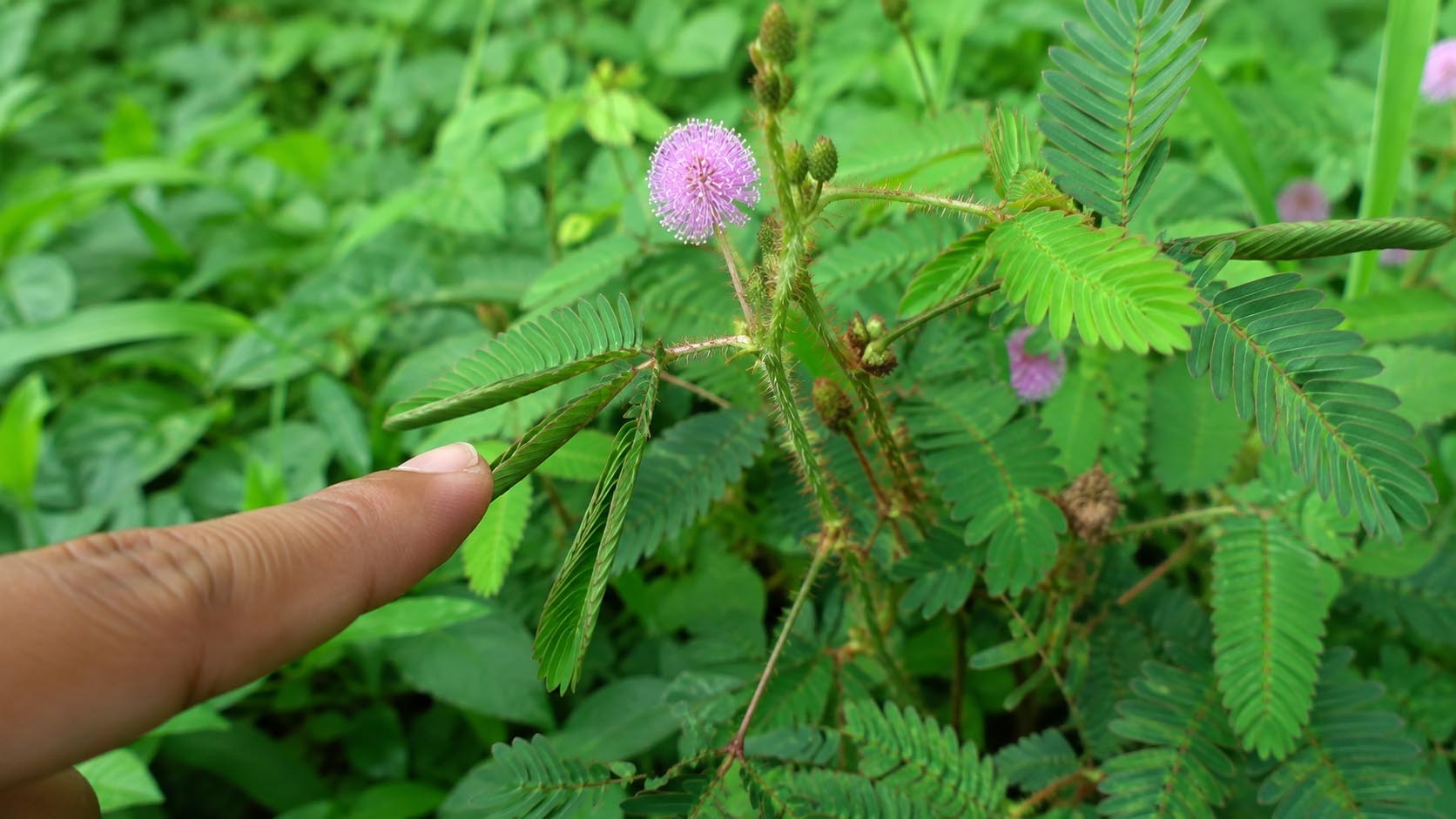 stidljiva mimoza, Mimosa pudica, biljke, botanika, zanimljivosti, Laganica