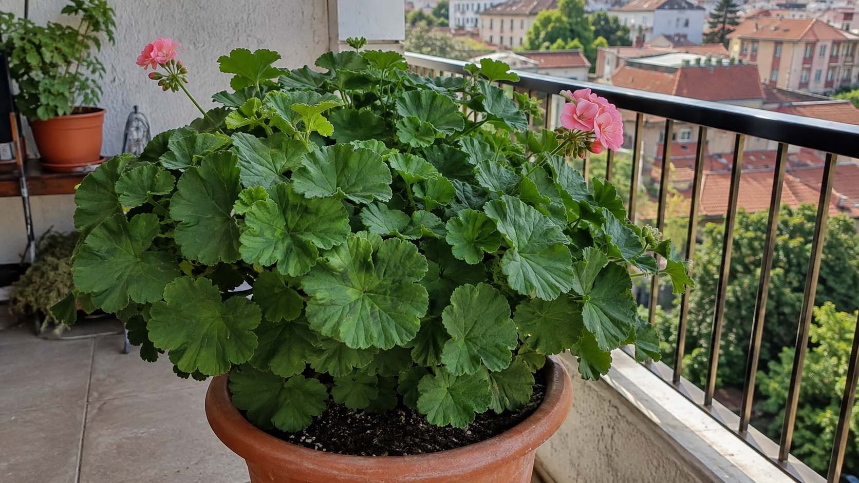 pelargonije, pelargonija ne cveta, pelargonija mnogo listova, nega pelargonija, balkonske biljke, cvetanje pelargonija, saksija za pelargoniju
