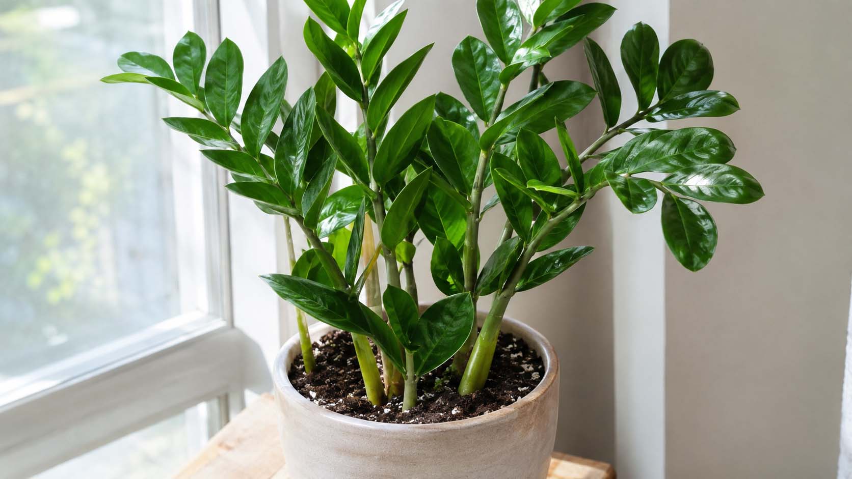 zamiokulkas ne raste, zamiokulkas novi list, Zamioculcas zamiifolia, nega zamiokulkasa, svetlost za zamiokulkas, zalivanje zamiokulkasa, saksija za zamiokulkas