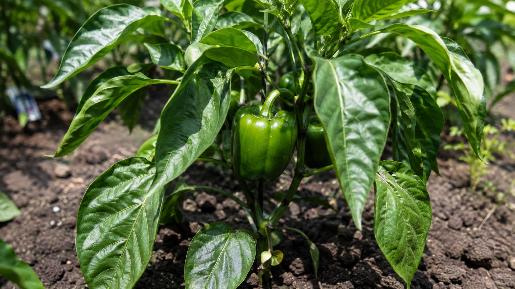 paprika, uvijanje listova, zalivanje paprike, bašta, nega paprike, povrće, laganica, laganica.rs
